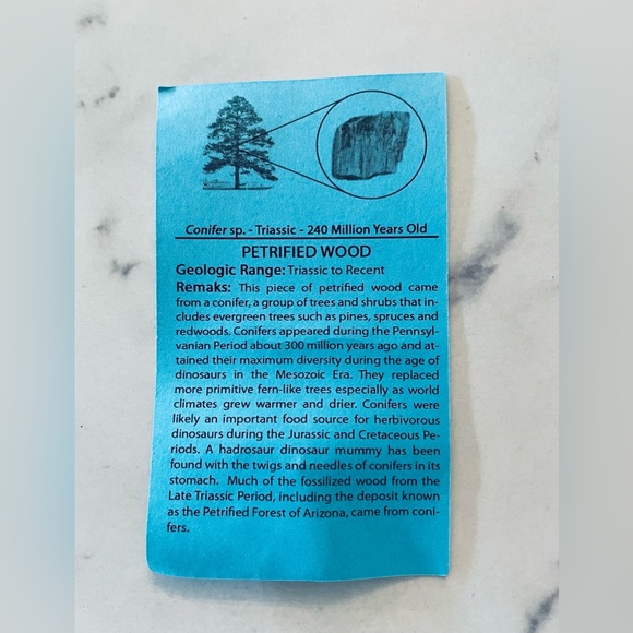 🌊 Educational Fossils Set: dinosaur, ammonite, petrified wood, etc. Geol… - Picture 7 of 15